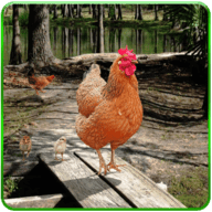 终极野鸡模拟器(Hen Family Simulator)
