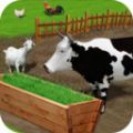 养殖和饲养牛