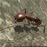 蚂蚁世界模拟器游戏